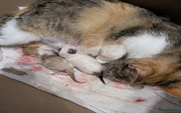 Mixed Breed cats for sale: 3 kittens - Image 4