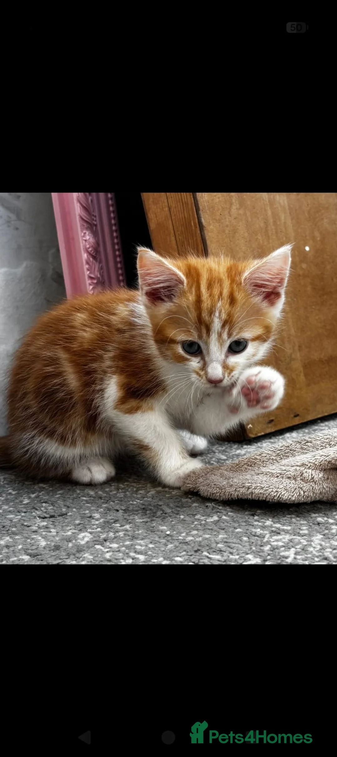 Mixed Breed cats for sale: Kittens for sale in Thornton-Cleveleys - Advert 7