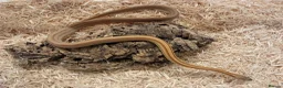 Corn Snake reptiles for sale: Beautiful, Captive-Bred Corn Snakes – DJL Exotics - Advert 6