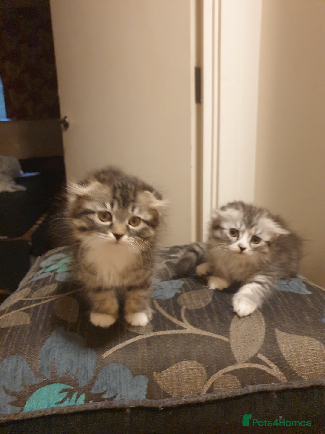 Scottish Fold cats for sale: Adorable kittens❤ - Advert 3
