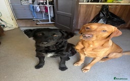 Mixed Breed dogs for sale: Elegant Espresso ☕ - Image 2