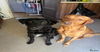 Mixed Breed dogs - Advert 3