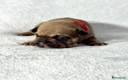 French Bulldog dogs for sale: Four beautiful healthy female French Bulldogs - Image 16