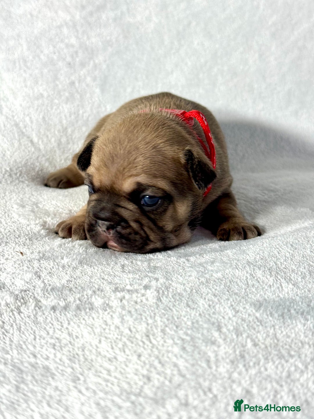 French Bulldog dogs for sale: Four beautiful healthy female French Bulldogs - Image 16