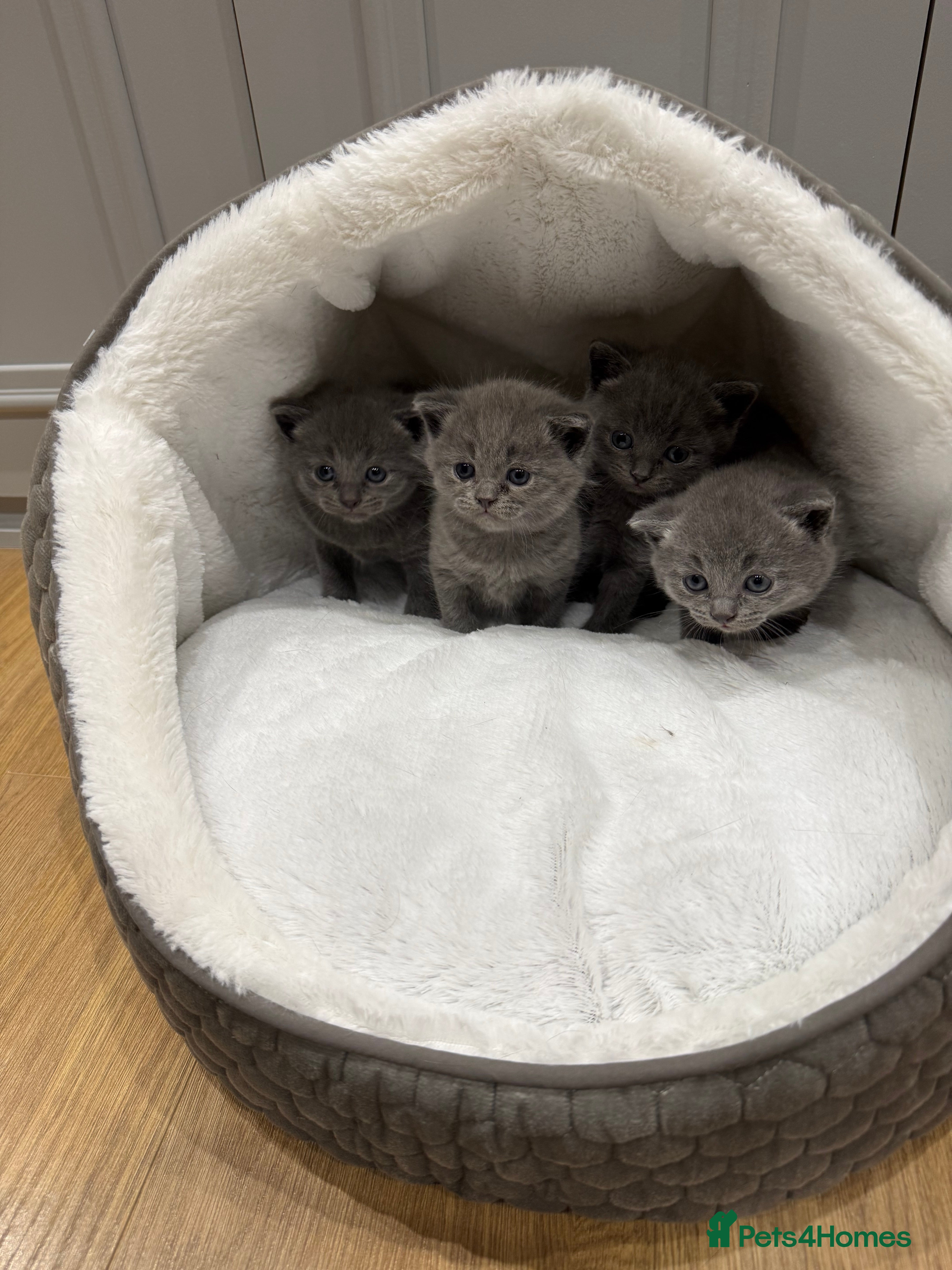 British Shorthair cats Beautiful grey British short hairs  in Bolton - Advert 8