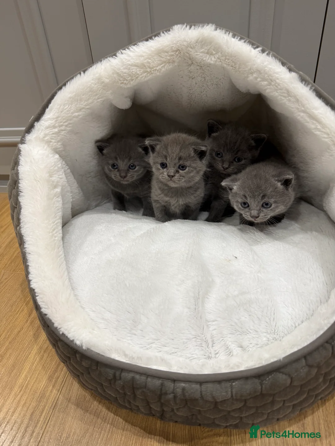 British Shorthair cats for sale: Beautiful grey British short hairs  - Advert 1