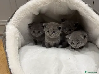 British Shorthair cats Beautiful grey British short hairs in Bolton - Advert 8