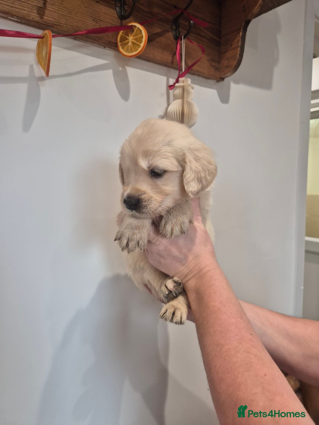 Golden Retriever dogs for sale: Golden Retriever Puppies - Advert 5