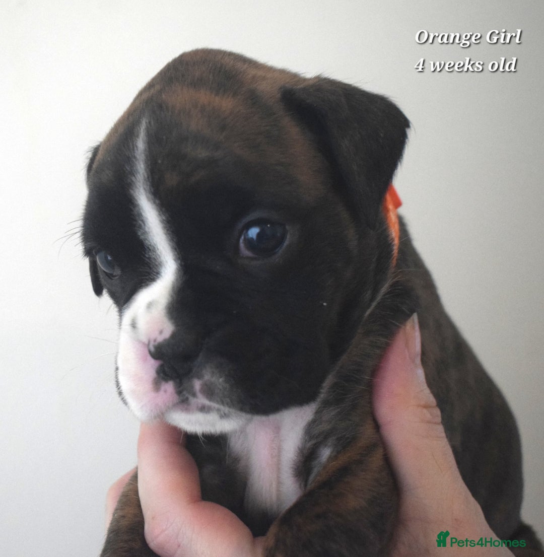 Boxer dogs for sale: 9 Beautiful Boxer Pups - Available from 22/12/2025 - Advert 12