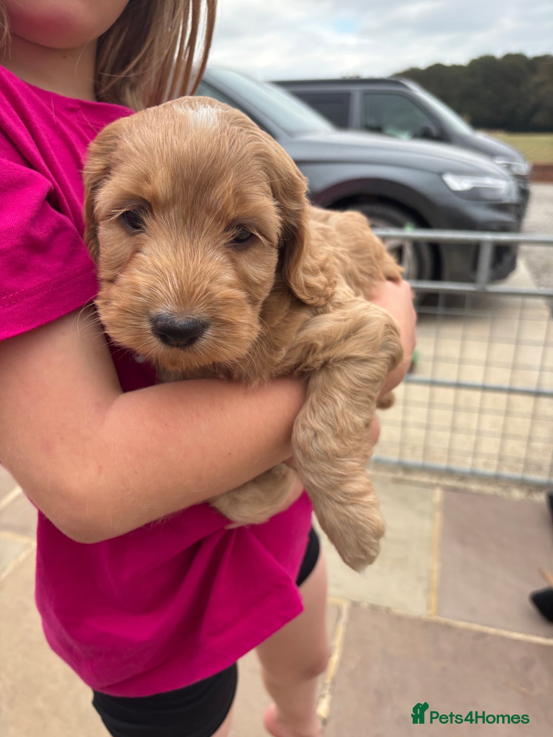Cockapoo dogs for sale: Cockapoo Puppies  - Image 2