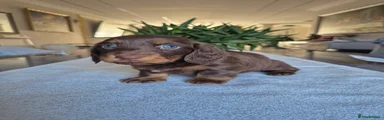 Miniature Dachshund 3