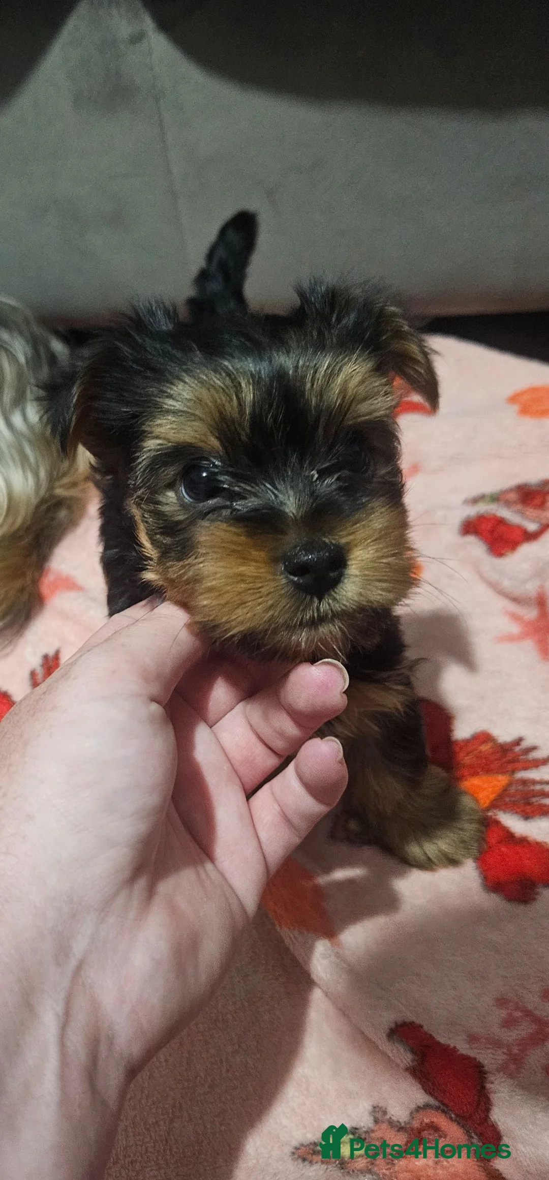 Yorkshire Terrier dogs for sale: 2 beautiful male Yorkshire terrier puppies - Advert 2