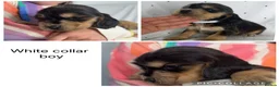 Cocker Spaniel dogs for sale: KC Show Type , Health clear puppies in Doncaster - Advert 6