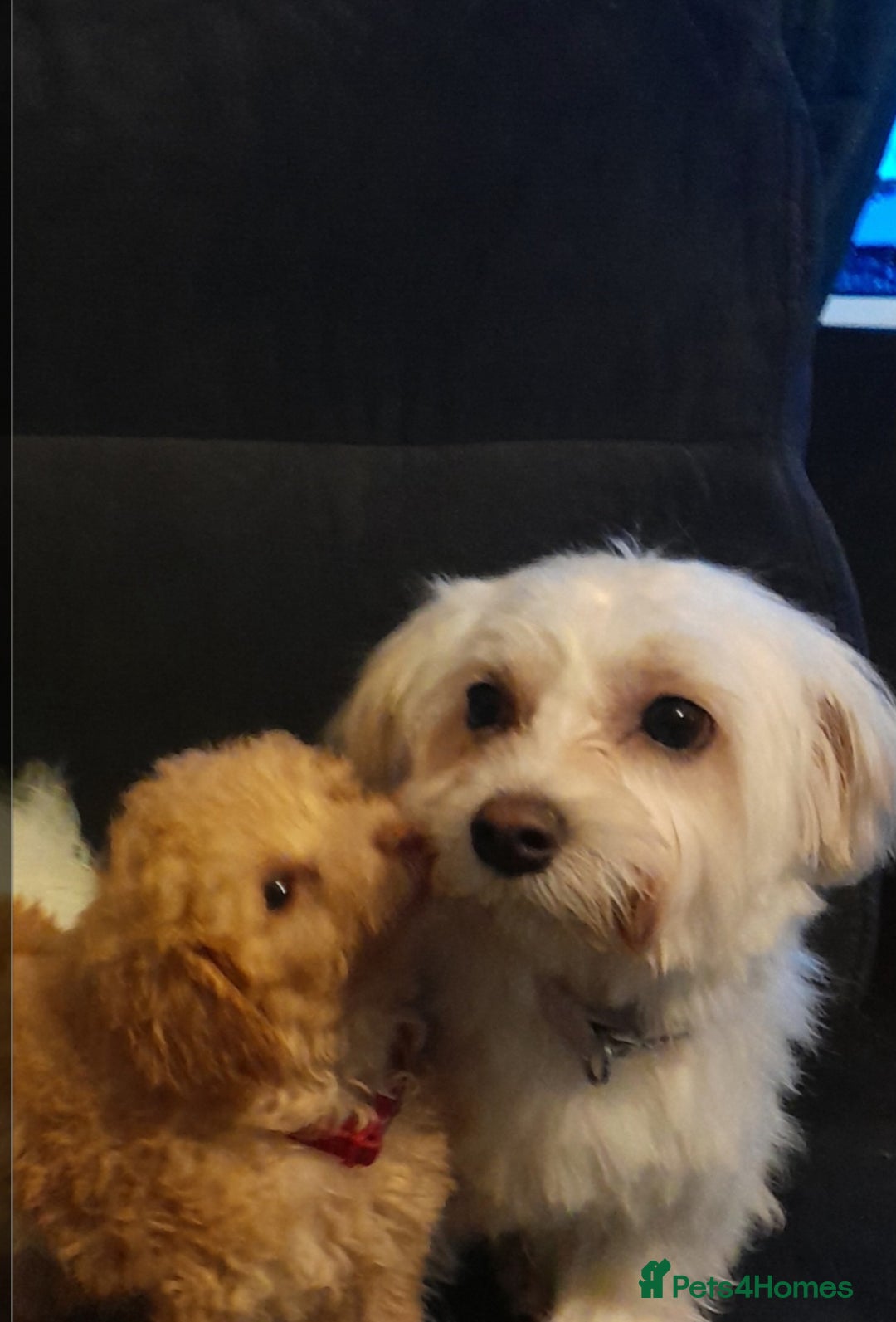 Maltese dogs for sale: Daisy - Advert 1