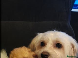 Maltese dogs Daisy - Advert 9