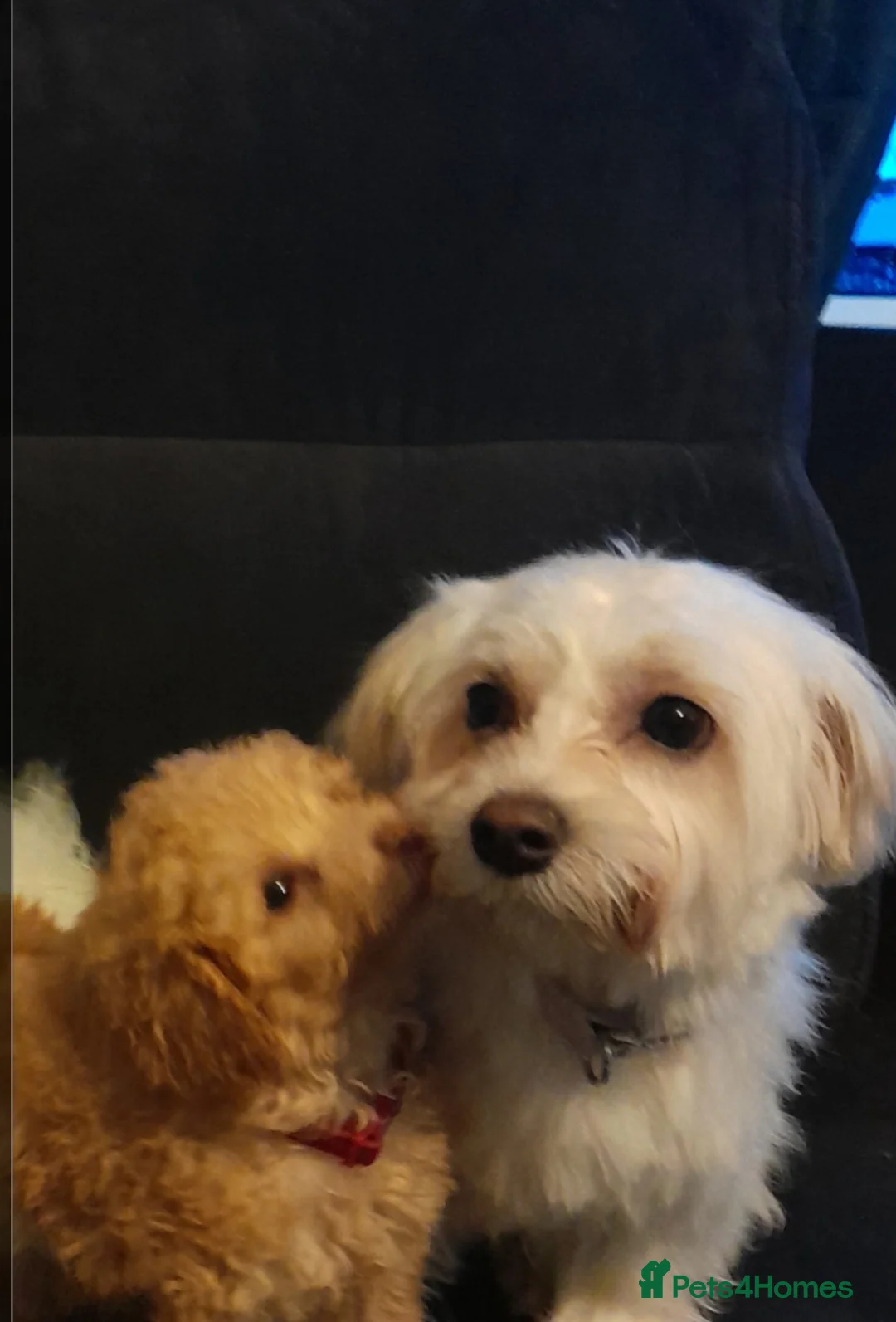 Maltese dogs for sale: Daisy - Advert 1