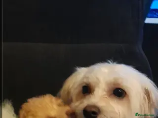 Maltese dogs Daisy - Advert 3