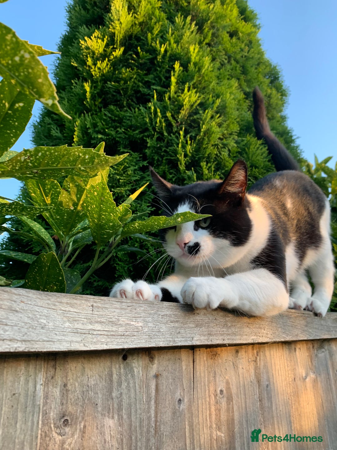 Mixed Breed cats for sale: Tuxedo male - Image 1
