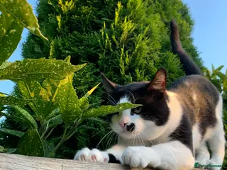 Mixed Breed cats Tuxedo male - Advert 16