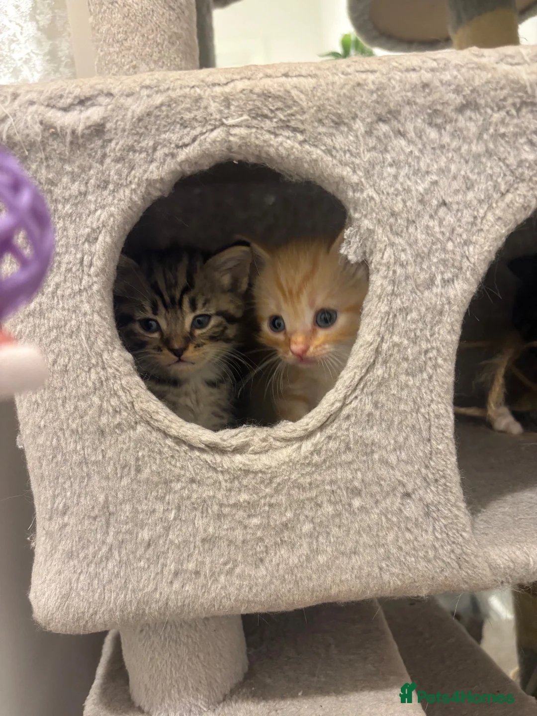 Mixed Breed cats for sale: British shorthair mix kittens ❤️ - Advert 11