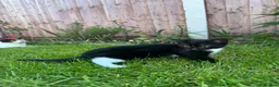 Mixed Breed cats for sale: Female kitten ready to go  - Advert 3