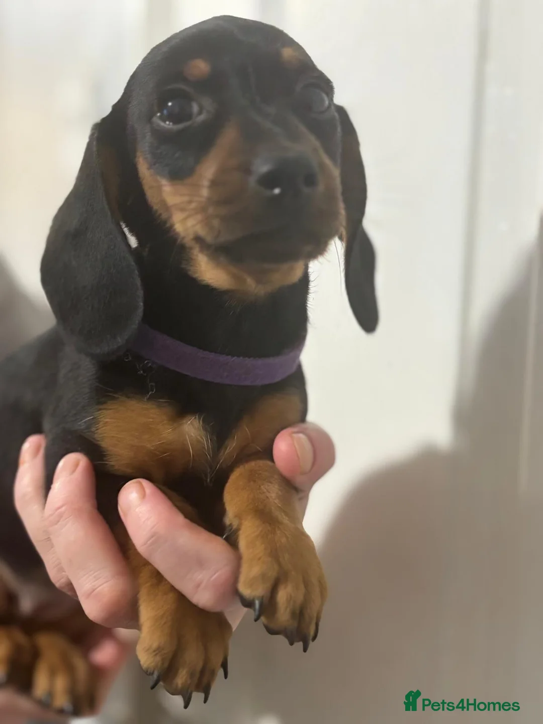 Miniature Dachshund dogs for sale: Miniature dachshunds  - Advert 2