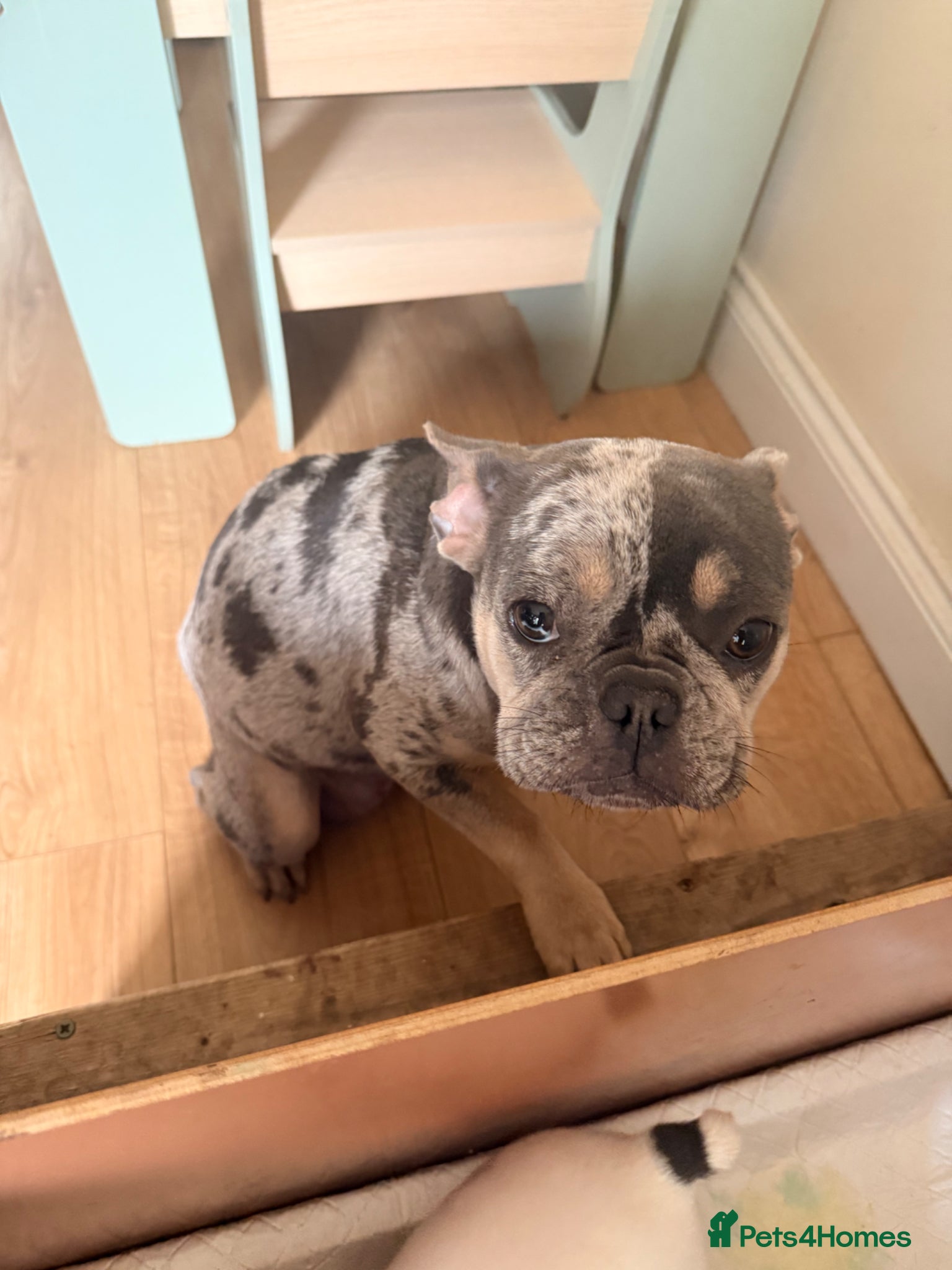 French Bulldog dogs Exceptional KC Registered French Bulldog Puppies🌟 - Advert 2