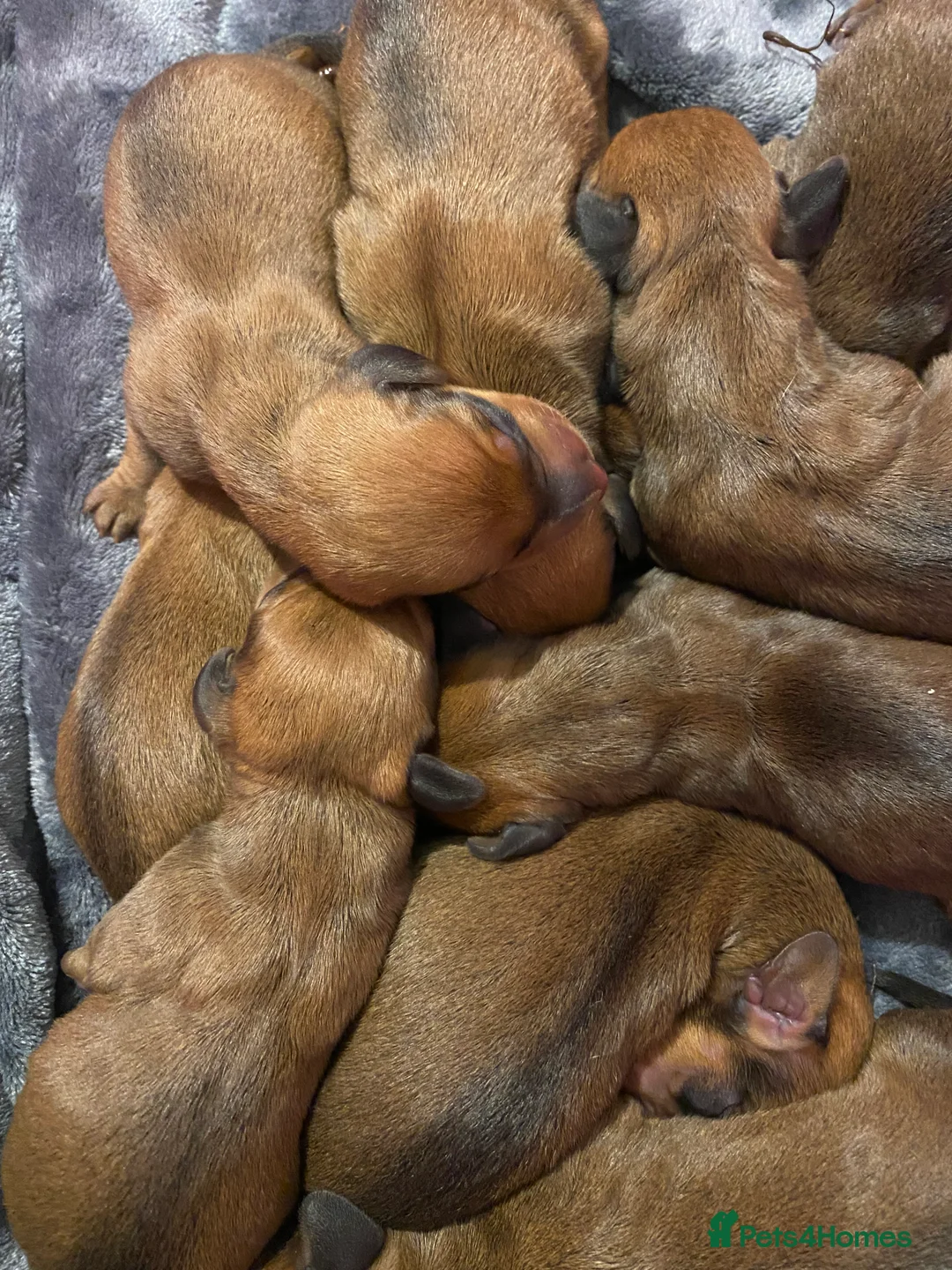 Dachshund dogs for stud: Kc registered standard smooth  in Newton Abbot - Advert 38