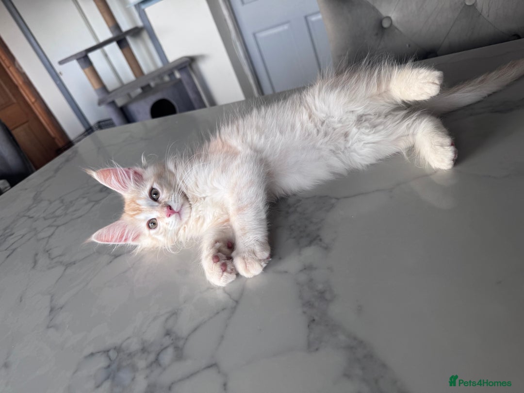 Maine Coon cats for sale: Last male left stunning Maine coon-  - Advert 13