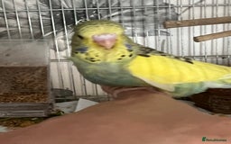 Budgerigars birds for sale: Two Budgie Hen Chicks Ready Soon  - Image 5