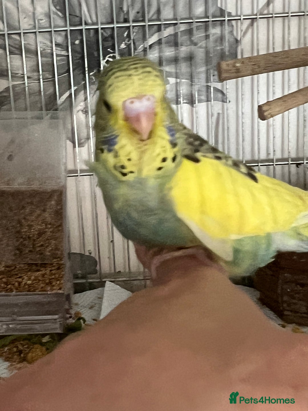 Budgerigars birds for sale: Two Budgie Hen Chicks Ready Soon  - Image 5