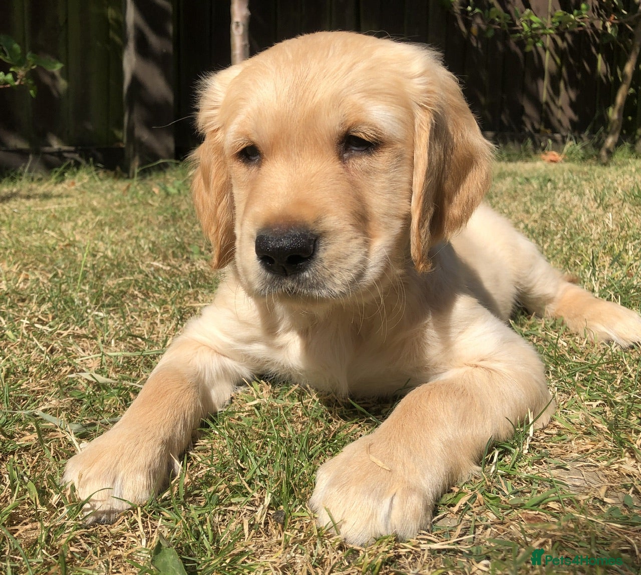 Golden Retriever dogs KC Dark Red Golden Retrievers 100% DNA Health Test - Advert 2