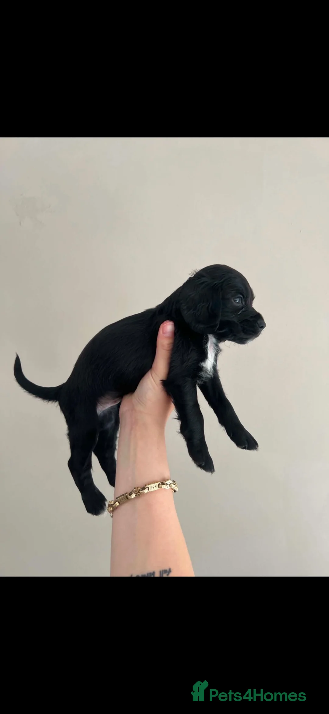 Cocker Spaniel dogs for sale: 4 beautiful cocker spaniel puppys 🤩 - Advert 15