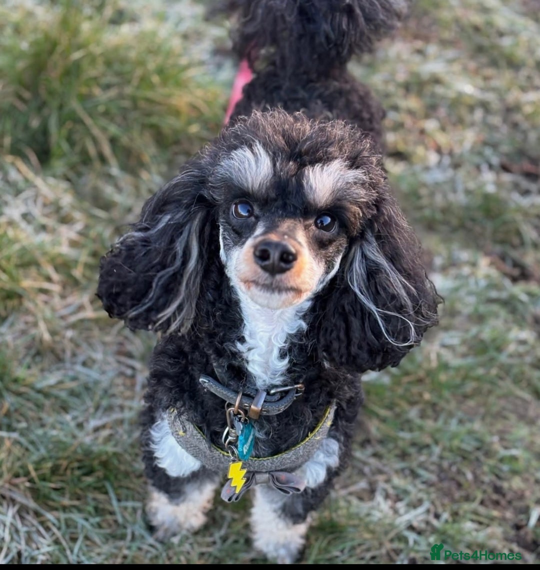 Toy Poodle dogs for stud: GRANDSON OF RICO! Health tested KC Toy Poodle Stud in Middlesbrough - Advert 1