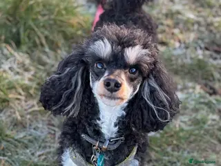 Toy Poodle dogs GRANDSON OF RICO! Health tested KC Toy Poodle Stud in Middlesbrough - Advert 8