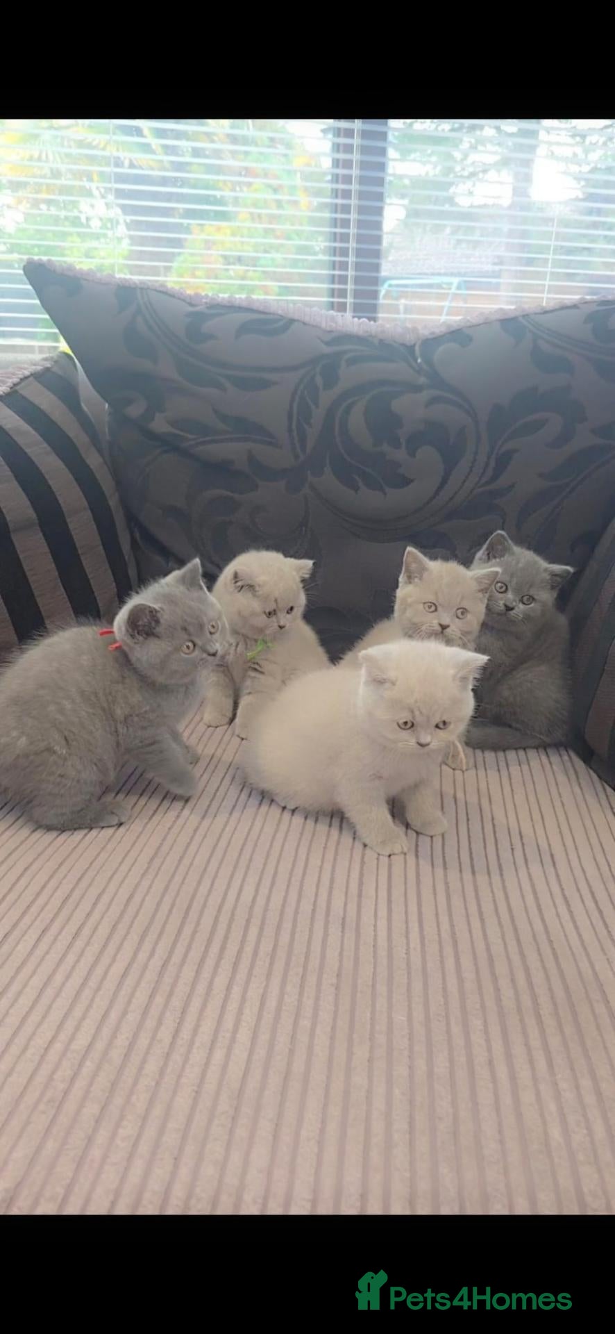 British Shorthair cats British shorthair kittens - ONLY 2 LEFT - Advert 2