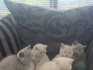British Shorthair cats British shorthair kittens - ONLY 2 LEFT - Advert 2