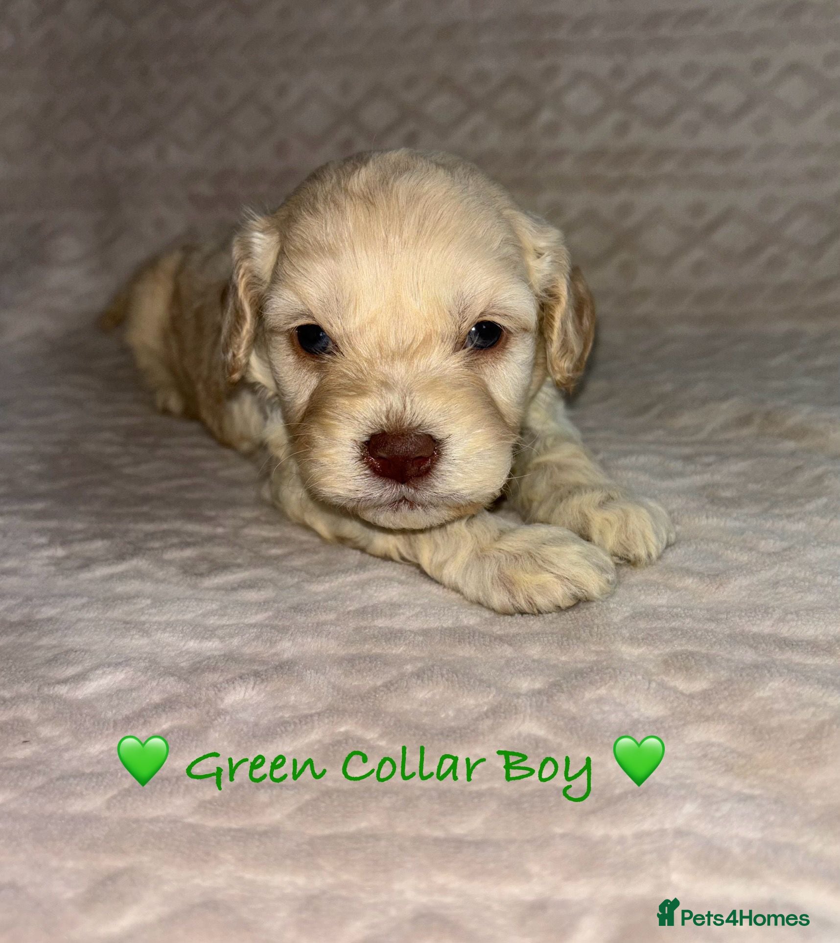 Cavapoo dogs Beautiful F1 Cavapoo Puppies  - Advert 13