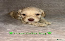 Cavapoo dogs for sale: Beautiful F1 Cavapoo Puppies  - Image 16
