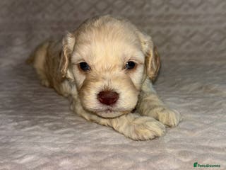 Cavapoo dogs Beautiful F1 Cavapoo Puppies - Advert 14