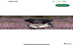English Springer Spaniel dogs for sale: English Springer Spaniels  - Image 13