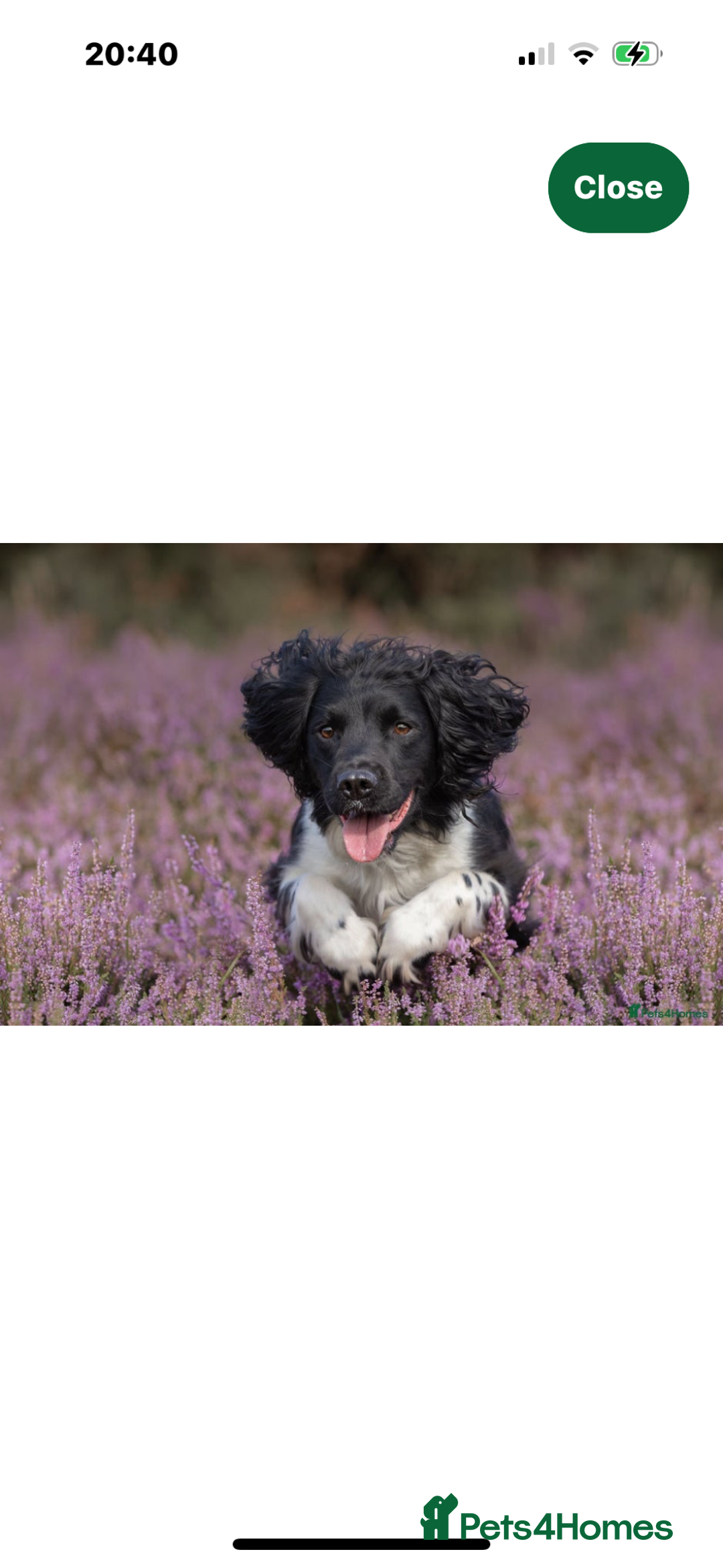 English Springer Spaniel dogs for sale: English Springer Spaniels  - Image 13