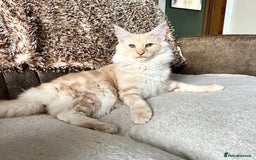 Norwegian Forest Cat cats for sale: Full FIFe pedigree Norwegian Forest Kittens  in Normanton - Image 21
