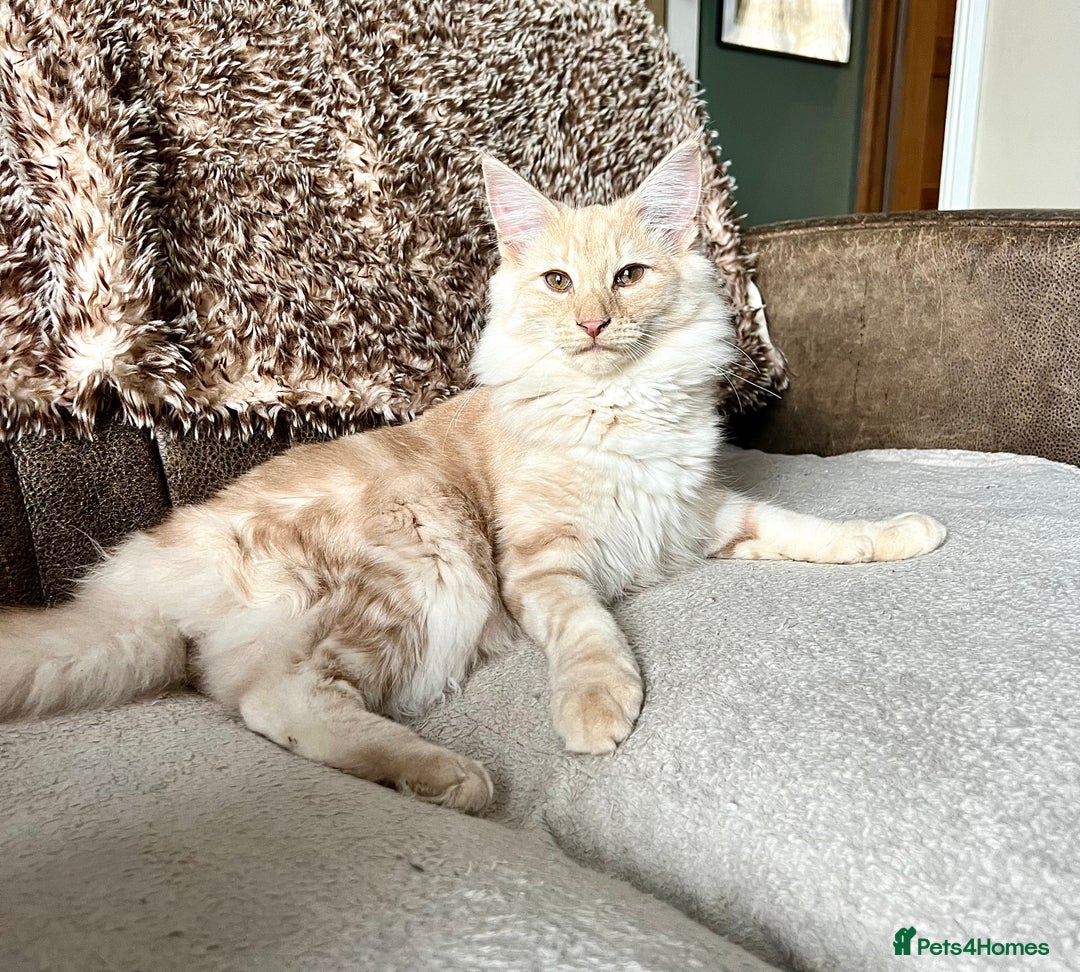 Norwegian Forest Cat cats for sale: Full FIFe pedigree Norwegian Forest Kittens  in Normanton - Image 21