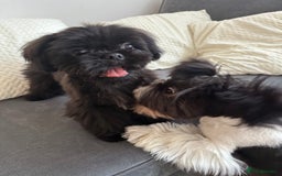 Shih Tzu dogs for stud: Pure breed Shih tzu Stud  - Image 3