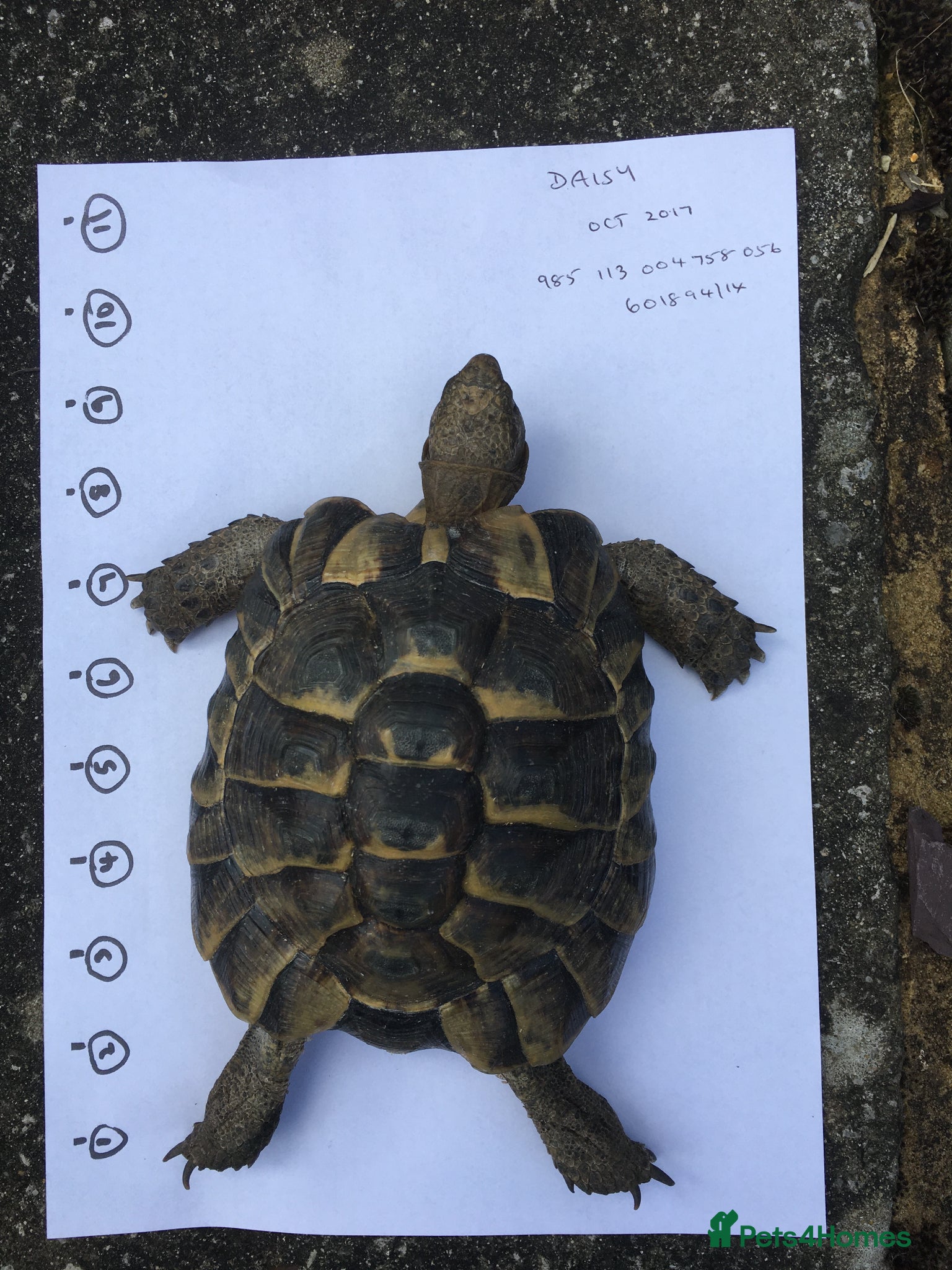 Tortoise reptiles Spur thighed tortoise for sale - Advert 1