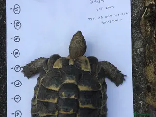 Tortoise reptiles Spur thighed tortoise for sale - Advert 1