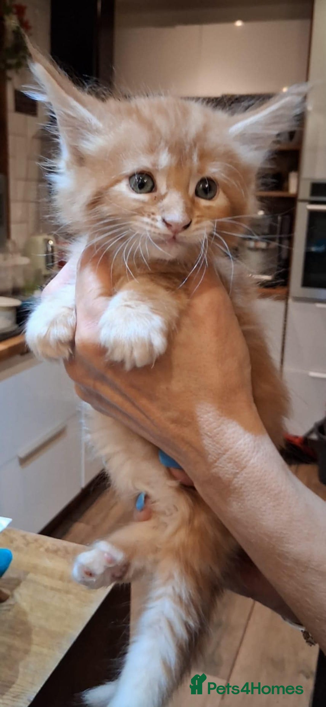 Maine Coon cats for sale: I have Beautiful healthy maicoon XL  - Image 3