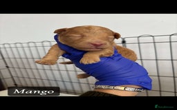 Cockapoo dogs for sale: toy cockapoo pups - Image 4