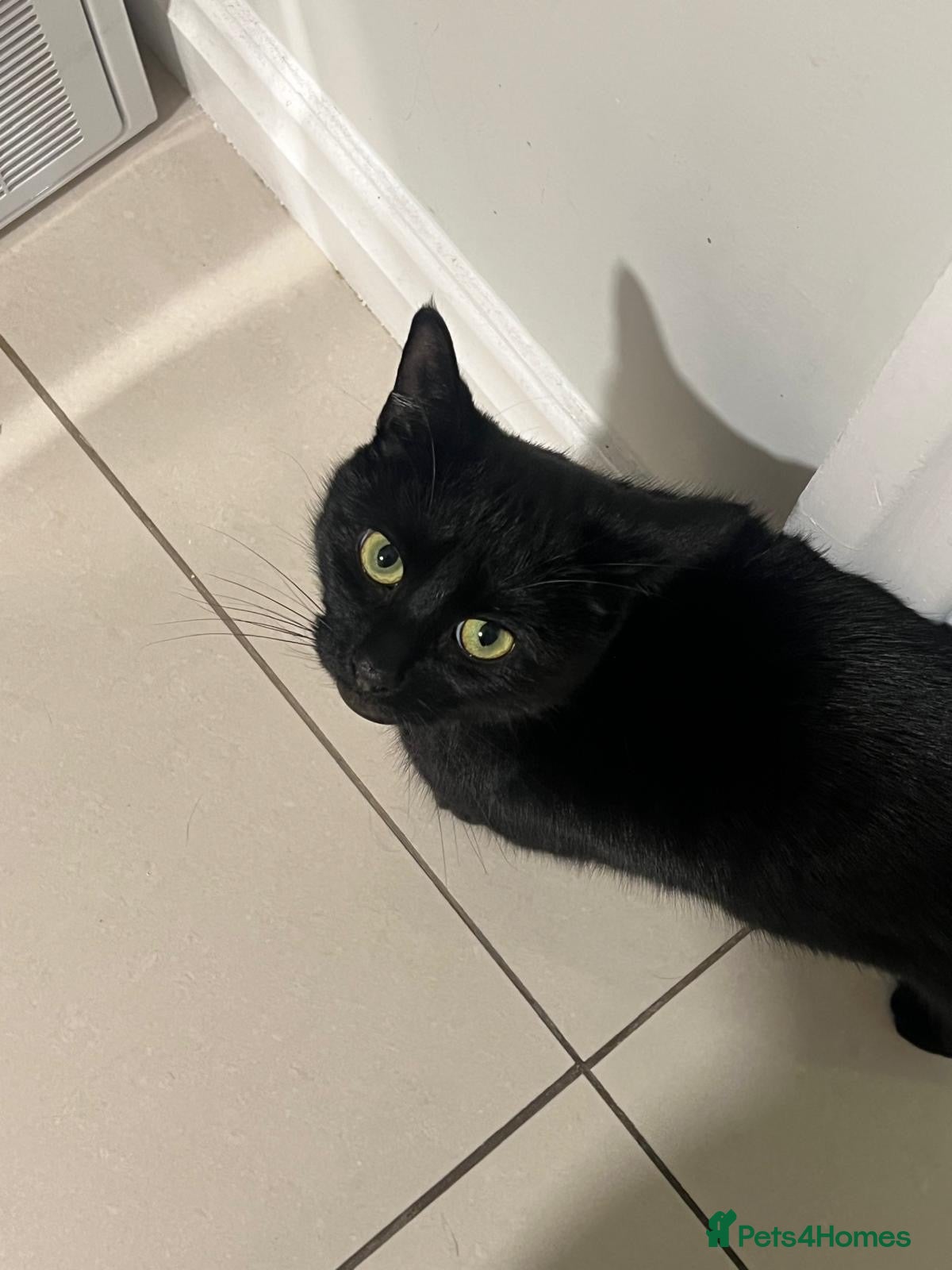 Domestic Shorthair cats for sale: Muffin  - Advert 2